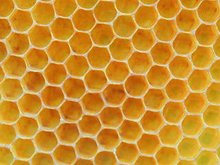 Leere gelbe Bienenwaben in der Nahaufnahme