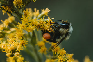 Biene auf Blüte in Nahaufnahme